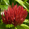 kauai flower